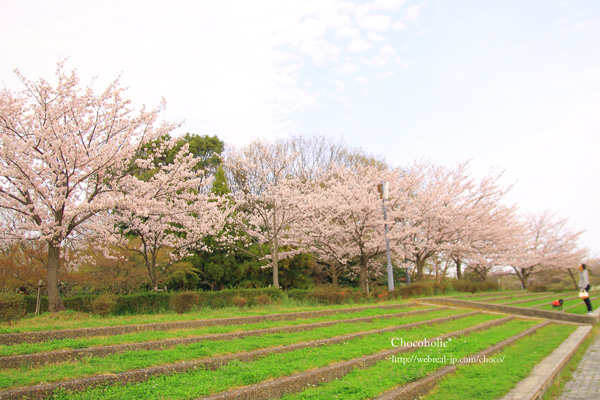 桜　満開　公園
