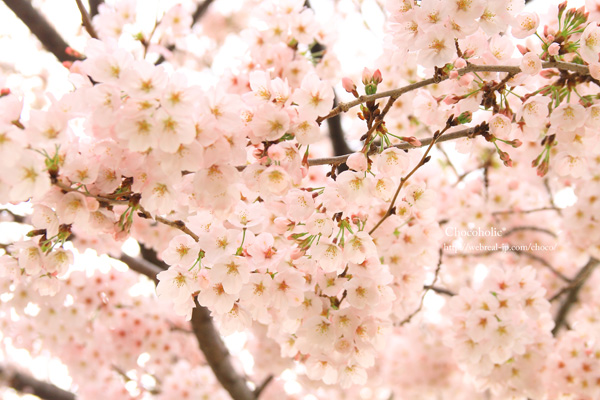 満開　桜