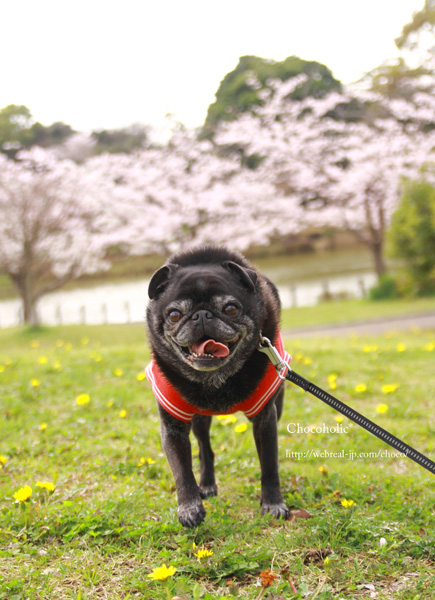 桜　パグ　お散歩