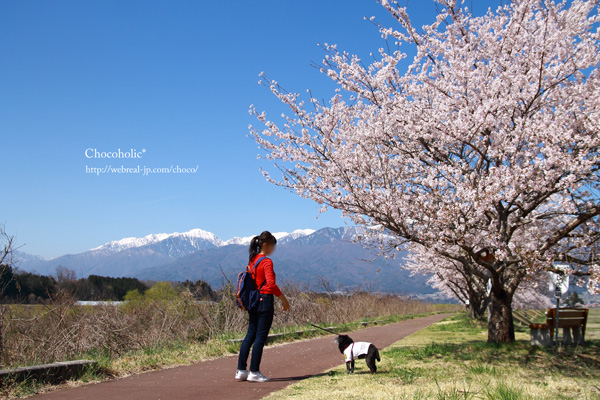 三峰川レストパーク　桜