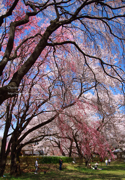 春日公園　桜