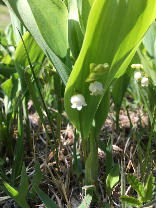 20170610nyukasayama57