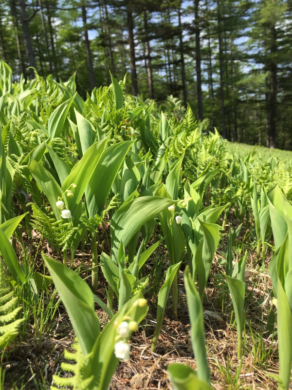 20170610nyukasayama59