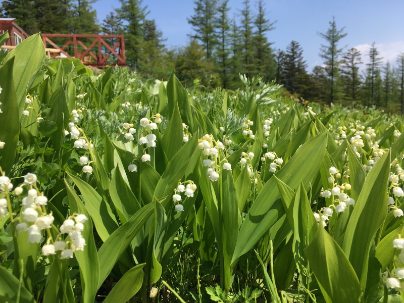 20170610nyukasayama61