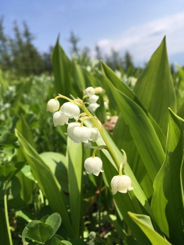 20170610nyukasayama63