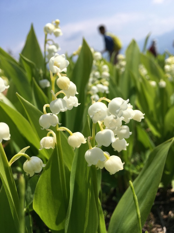 20170610nyukasayama64