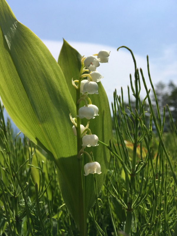 20170610nyukasayama67